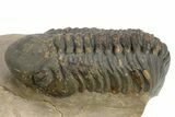 Detailed Reedops Trilobite - Atchana, Morocco #312800-2